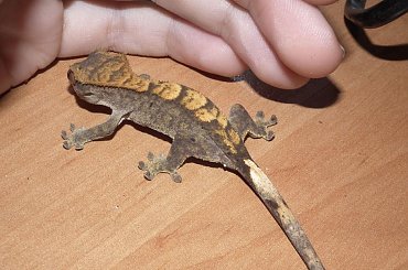 #RhacodactylusCiliatus #CrestedGecko #GekonOrzęsiony