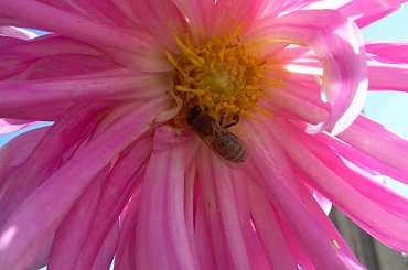 #owad #pszczoła #kwaity