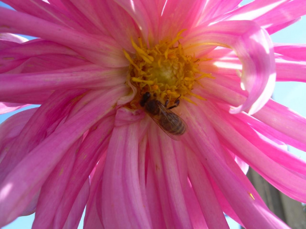 #owad #pszczoła #kwaity