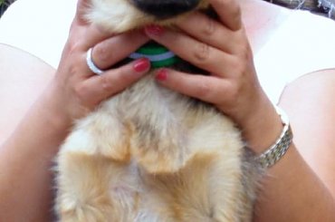 Rudzia po amputacji nóżki #Rudzia