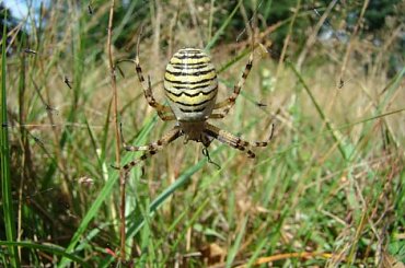 (Argiope bruennichi), Tygrzyk paskowany #pająki #pajęczaki #łąka #las #przyroda #owady #zwierzęta