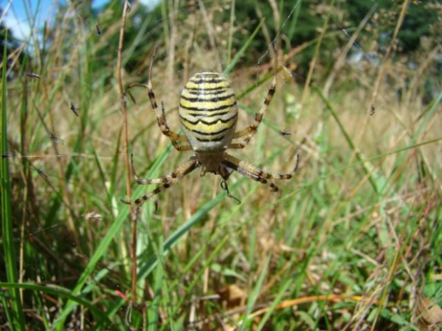 (Argiope bruennichi), Tygrzyk paskowany #pająki #pajęczaki #łąka #las #przyroda #owady #zwierzęta