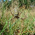 (Argiope bruennichi), Tygrzyk paskowany #pająki #pajęczaki #łąka #las #przyroda #owady #zwierzęta