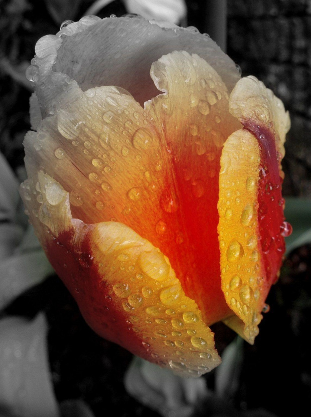 #tulipan #kwiat