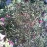 oleander różowy