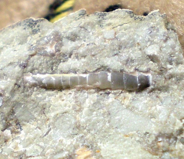 Tentakulit . Długość okazu - 1,2 cm . Wiek : ordowik – dewon ( Tentaculitida ) . Data znalezienia : 2003 .