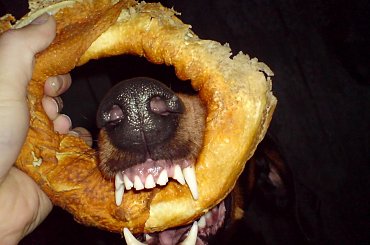 horse cat dog doberman pies malamute alaskan koty konie śmieszne funny #horse #cat #dog #doberman #pies #suka #AlaskanMalamute #mieszaniec #konie #koń #śmieszne #funny