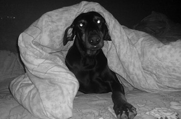 horse, cat, dog, doberman, pies, suka, alaskan malamute, mieszaniec, konie, koń, śmieszne, funny #horse #cat #dog #doberman #pies #suka #AlaskanMalamute #mieszaniec #konie #koń #śmieszne #funny