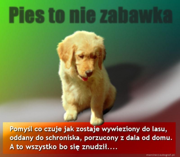 Plakat o szacunek dla zwerząt (autor: marcino@autograf.pl) #pies #zwierzęta #wyrzucenie #strach #PrzyjacielCzłowieka #schronisko