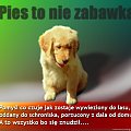 Plakat o szacunek dla zwerząt (autor: marcino@autograf.pl) #pies #zwierzęta #wyrzucenie #strach #PrzyjacielCzłowieka #schronisko