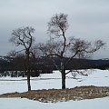Samotne drzewa,pozostałość po dawnych mieszkańcach osady w Górach Izerskich na Hali Izerskiej... #GóryIzerskie #HalaIzerska #zima #śnieg #drzewa #przyroda