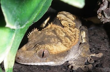 #RhacodactylusCiliatus #CrestedGecko #GekonOrzęsiony