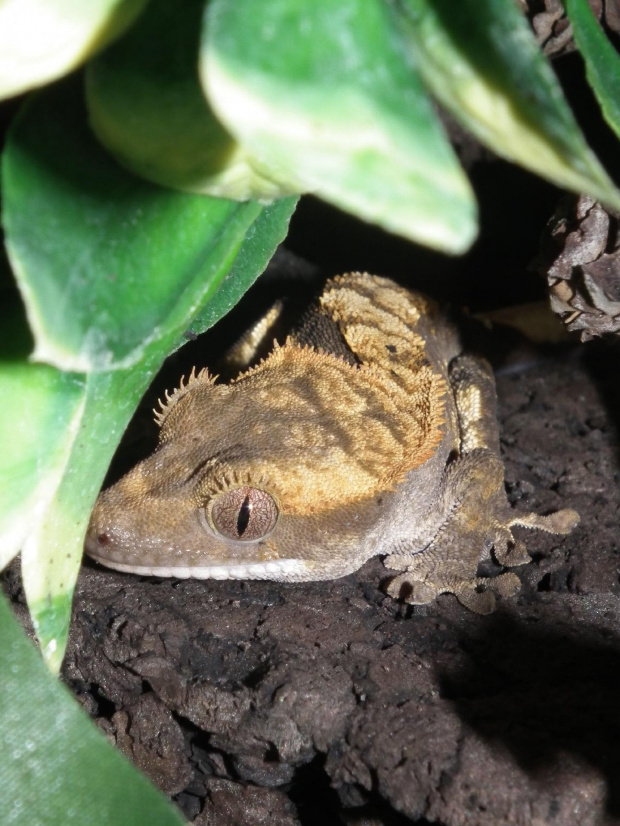 #RhacodactylusCiliatus #CrestedGecko #GekonOrzęsiony