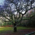 park w Belleek Forest w Irlandi Ballina Co Mayo