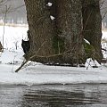 Rzeka Brda - 25.02.2011 - zdjęcie z samotnego spływu kajakowego - na szczęście nie mógł przebiec mi drogi #Brda #kot