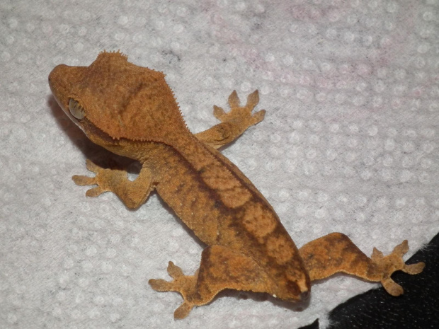 #RhacodactylusCiliatus #CrestedGecko #GekonOrzęsiony