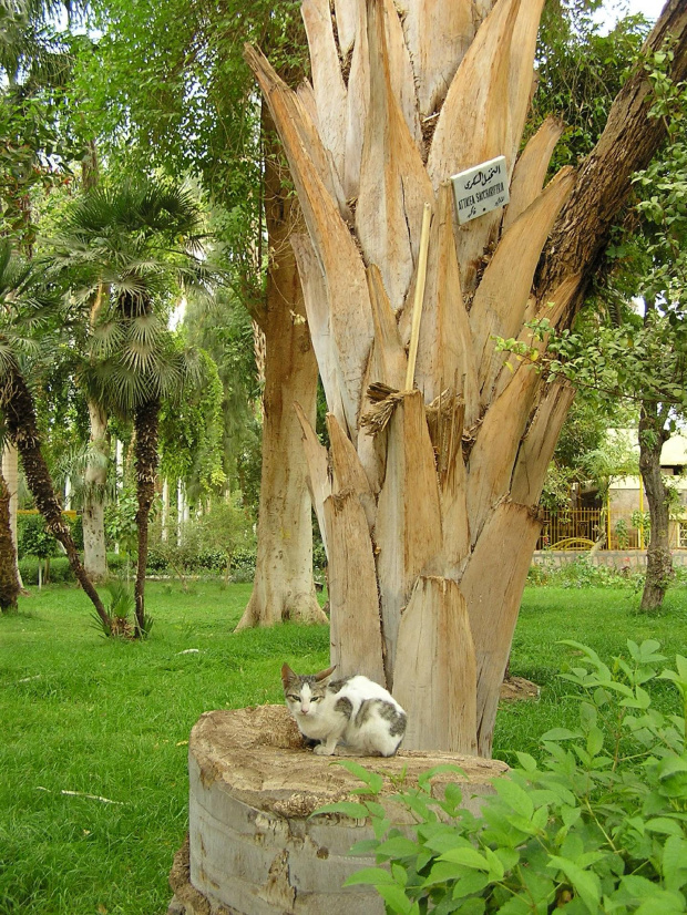 Egipski kot w ogrodzie botanicznym na wyspie Kitchenera. #Egipt #Nubia #zwiedzanie #egzotyczne #kot
