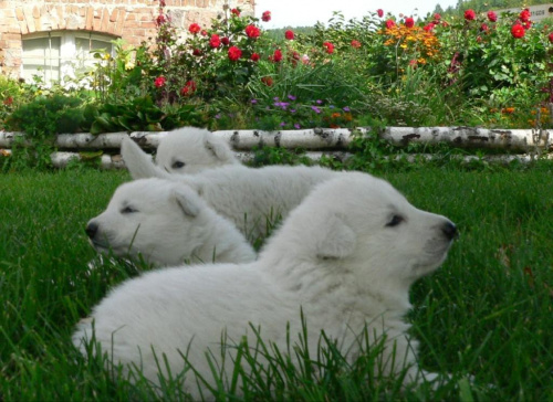Hodowla Białego owczarka szwajcarskiego #BiałyOwczarekSzwajcarski #szczenięta #szczeniaczki #psy #pies #hodowla