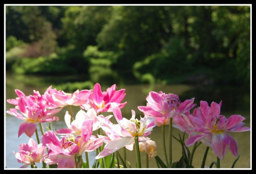 tulips - Morawy maj '08