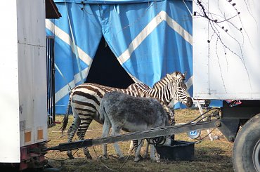 Cyrk Arena-Rzeszów 2011 #cyrk #arena #rzeszów #cirkus #circus #portalcyrkowy #kmc #klub #miłośników #cyrku #clown #klaun #klown