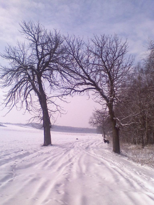 spacerkiem po okolicy..... #zima #pies #natura