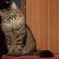 Nutella Marcowe Migdały*PL - kotka syberyjska