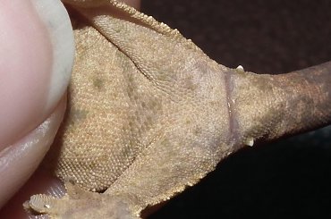 #RhacodactylusCiliatus #CrestedGecko #GekonOrzęsiony