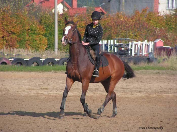 2008.10.26 Konie w Stodołach