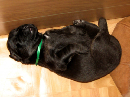A tak śpią Tybusie-
zielony: ale ja mam ładniejszy brzusio #psy #szczeniaki #MastifTybetański