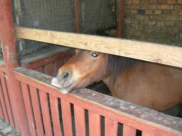 CHORZOWSKIE ZOO WYPRAWA NR 2 :]