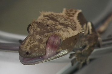 #RhacodactylusCiliatus #CrestedGecko #GekonOrzęsiony