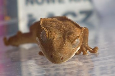 #RhacodactylusCiliatus #CrestedGecko #GekonOrzęsiony