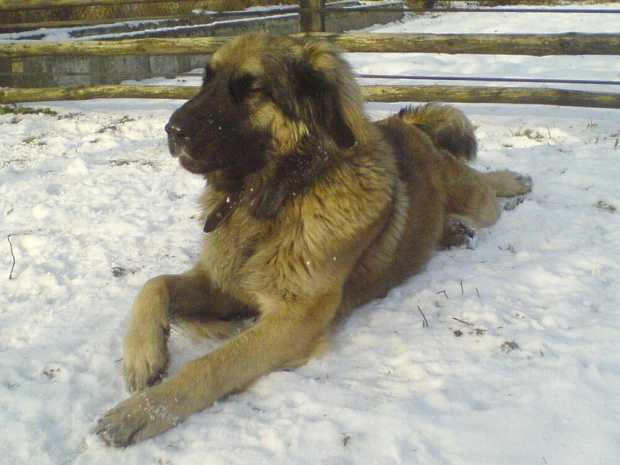 #leonberger #leonbergery #DEMIAptekaNatury #ARESBoćka