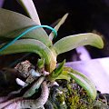 #orchidee #storczyki