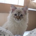 Limetka Marcowe Migdały - kotka neveczka szylkretka 4 miesiące