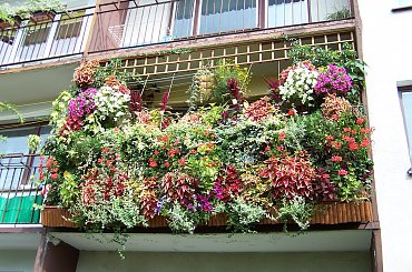 Mój balkon wrzesień 2008r #Balkon #kwiaty #KwiatyBalkonowe #surfinie #koleusy