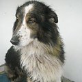 Collie 9 marzec 2009r