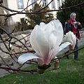 Kora i pączki magnolii wielkokwiatowej, magnolii japońskiej, magnolii nagiej i magnolii lekarskiej mają własności lecznicze.
Marynowane płatki kwiatowe magnolii nagiej oraz sproszkowane liście magnolii japońskiej są używane na Dalekim Wschodzie do przy...