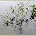 Jez. Otomino - odbite w wodzie #JezioroOtomino #roślinność #mokro #woda #Gdańsk