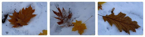 Wizytówki pozostawione przez Panią Jesień #jesień #śnieg #liście