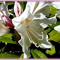 w moim ogrodzie.... #ogród #kwiaty #roślinki #rododendron #biel