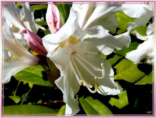 w moim ogrodzie.... #ogród #kwiaty #roślinki #rododendron #biel