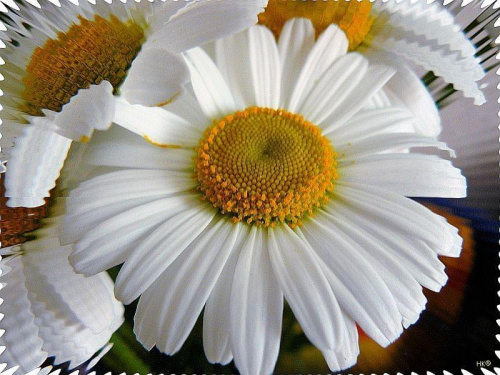 najpiękniejsza w bukiecie #inaczej #przeróbki #margerytka #kwiaty #bukiet