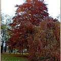 Trochę jesieni w Parku Miejskim-stary buk i najstarszy grab już się przebrały jesiennie #jesień #WParku #StareDrzewa #liście #spacer