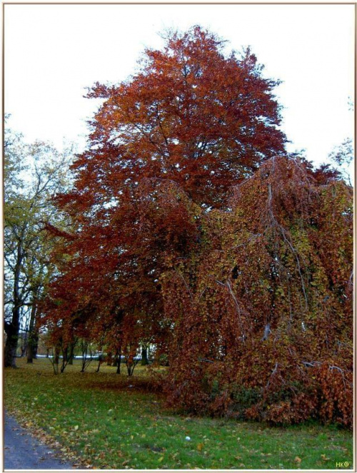 Trochę jesieni w Parku Miejskim-stary buk i najstarszy grab już się przebrały jesiennie #jesień #WParku #StareDrzewa #liście #spacer