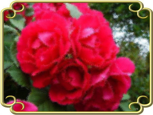 moje róże inaczej-zmrożona #przeróbki #inaczej #róże