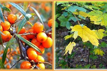 trochę fotek jesiennych...Świbno, w drodze powrotnej #jesień #collage #NadMorzem #rokitnik #DzikaRóża #liście #drzewa