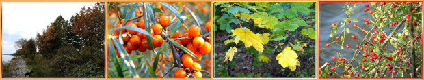 trochę fotek jesiennych...Świbno, w drodze powrotnej #jesień #collage #NadMorzem #rokitnik #DzikaRóża #liście #drzewa