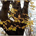 Trochę jesieni w Parku Miejskim-bardzo stareńkie kasztanowce #jesień #WParku #StareDrzewa #liście #spacer