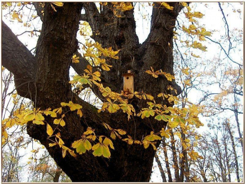 Trochę jesieni w Parku Miejskim-bardzo stareńkie kasztanowce #jesień #WParku #StareDrzewa #liście #spacer